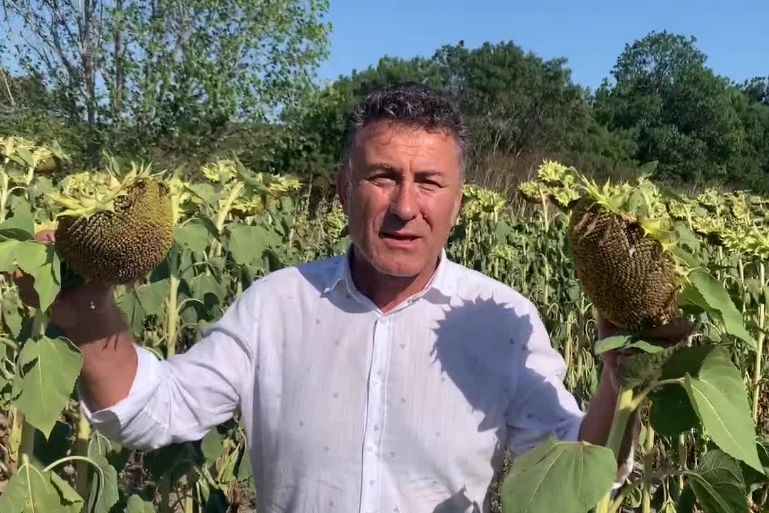 CHP’li Sarıbal’dan ayçiçeği üreticilerine destek çağrısı 