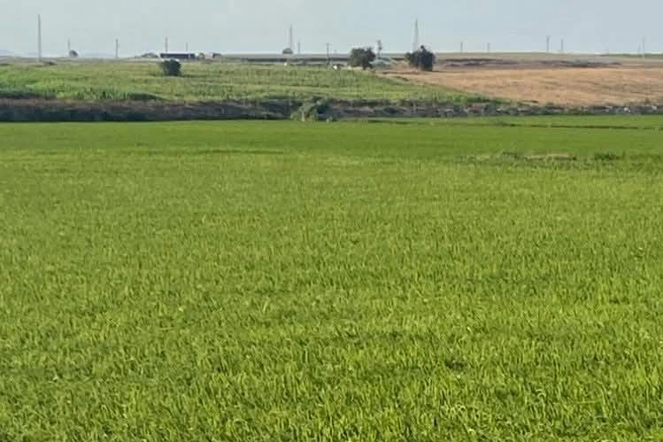 Edirne İpsala'da çeltik üretiminde damlama sulama ile yüksek verim 