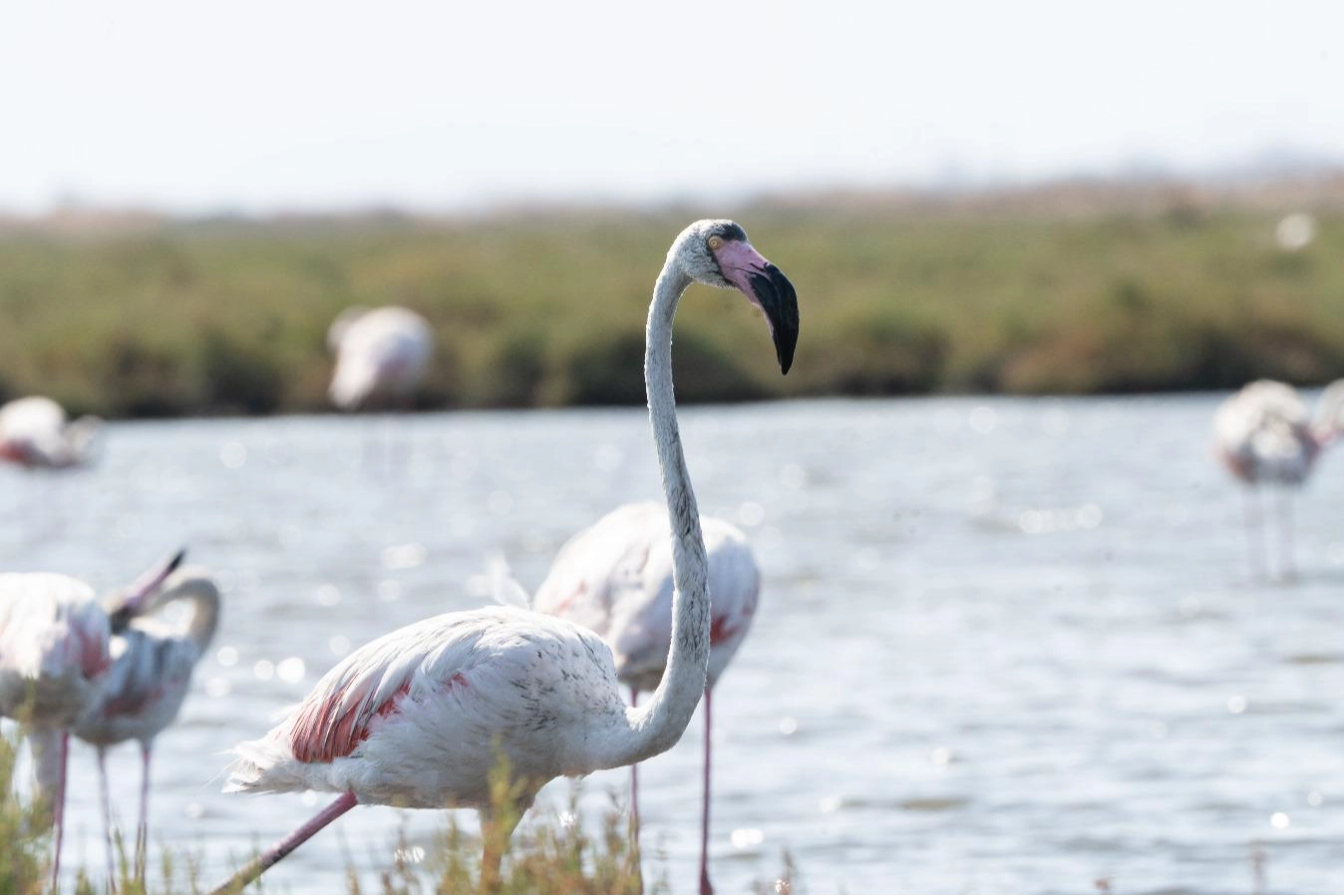 İzmir'de 'Flamingo Yolu' turları yeniden başladı 