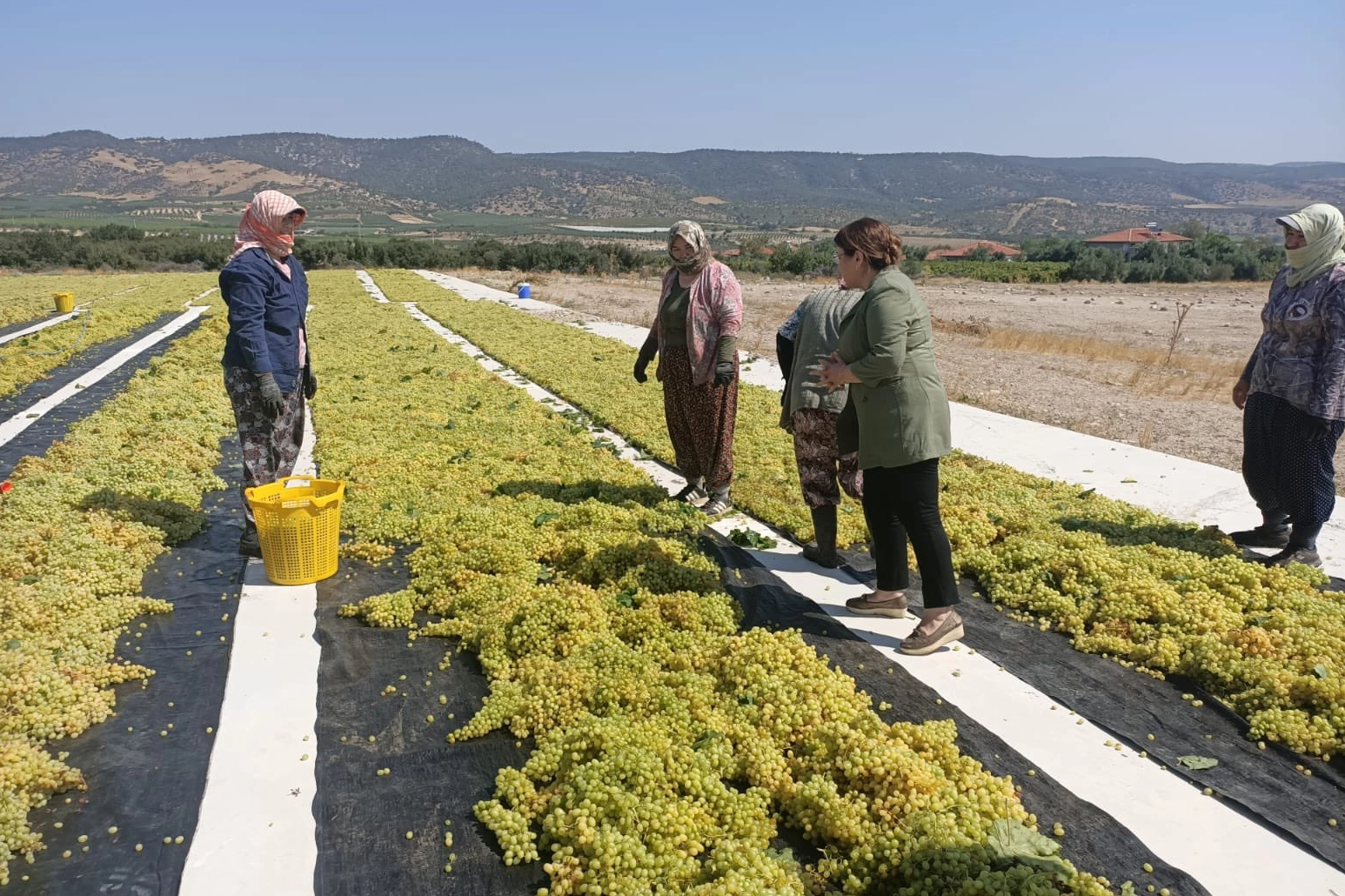 CHP’li Karaca üzüm üreticilerine ses oldu 