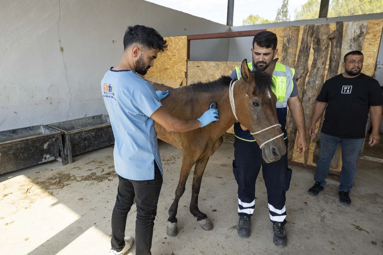 İzmir Buca’da terk edilen atlar Pako’da güvenli yaşama kavuştu 