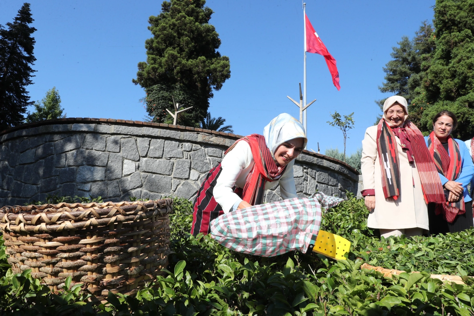 Bakan Göktaş yöresel kıyafetlerle Rize'de çay hasat etti 