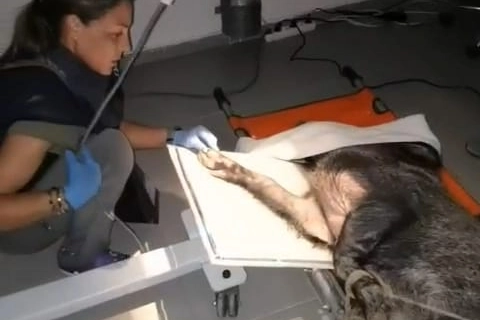 Ateşli silahla yaralanan domuz İzmir'de sağlığına kavuştu 