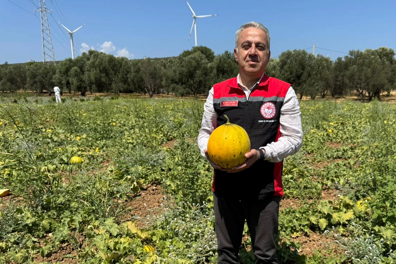 İzmir'in meşhur 'Çeşme Kavunu'nda hasat zamanı 