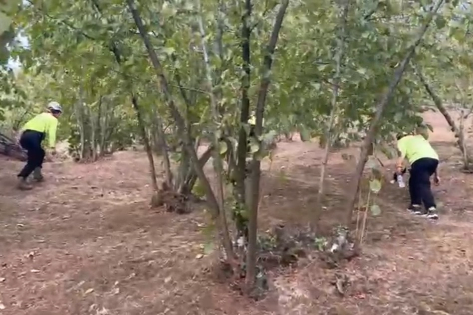 Düzce'de 81 yaşındaki kayıp kadın aranıyor 