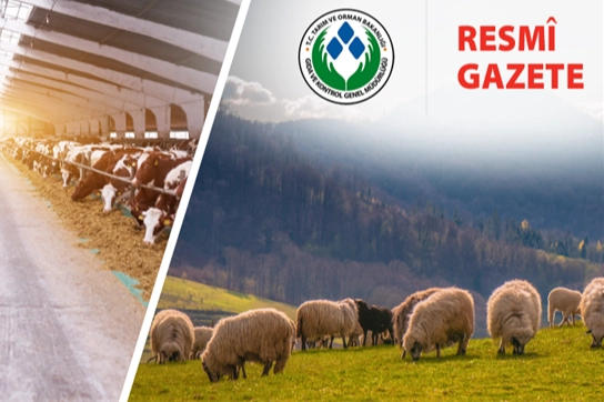 Koyun ve Keçi Yönetmeliği'nde değişiklik... Taahhütname uygulaması kaldırıldı 
