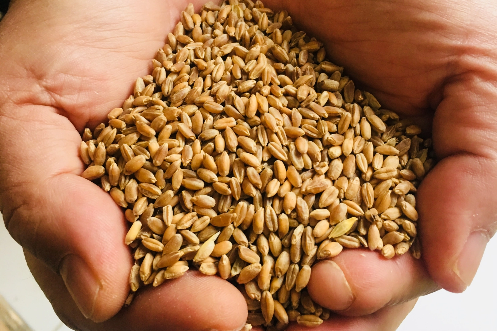 Muğla Milas'ta üreticilere karakılçık buğday tohumu 