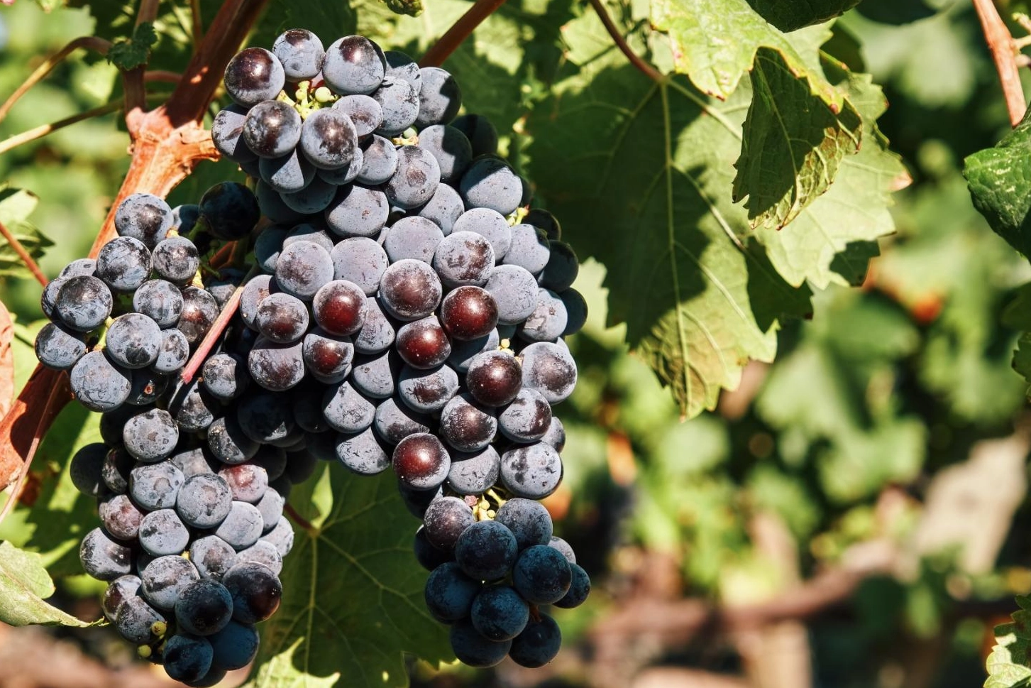 İzmir’in bağcılık mirası Avrupa’ya açılıyor! 