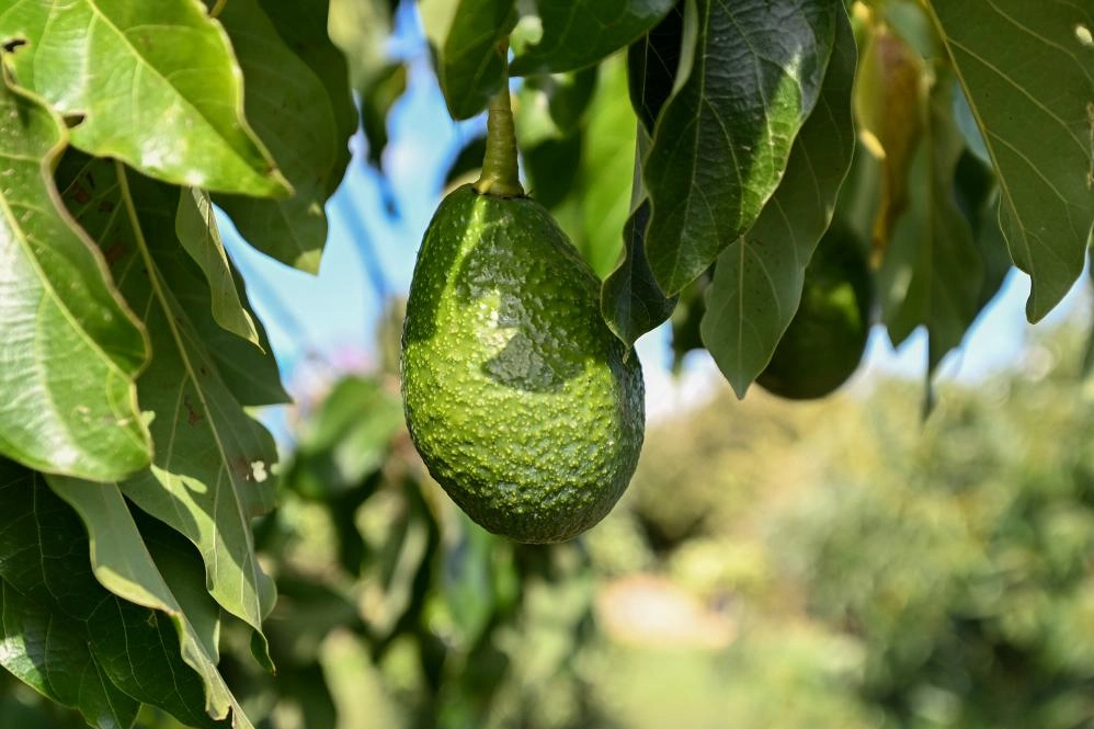 Mersin’de 22 binden fazla avokado fidanı üreticiyle buluştu 