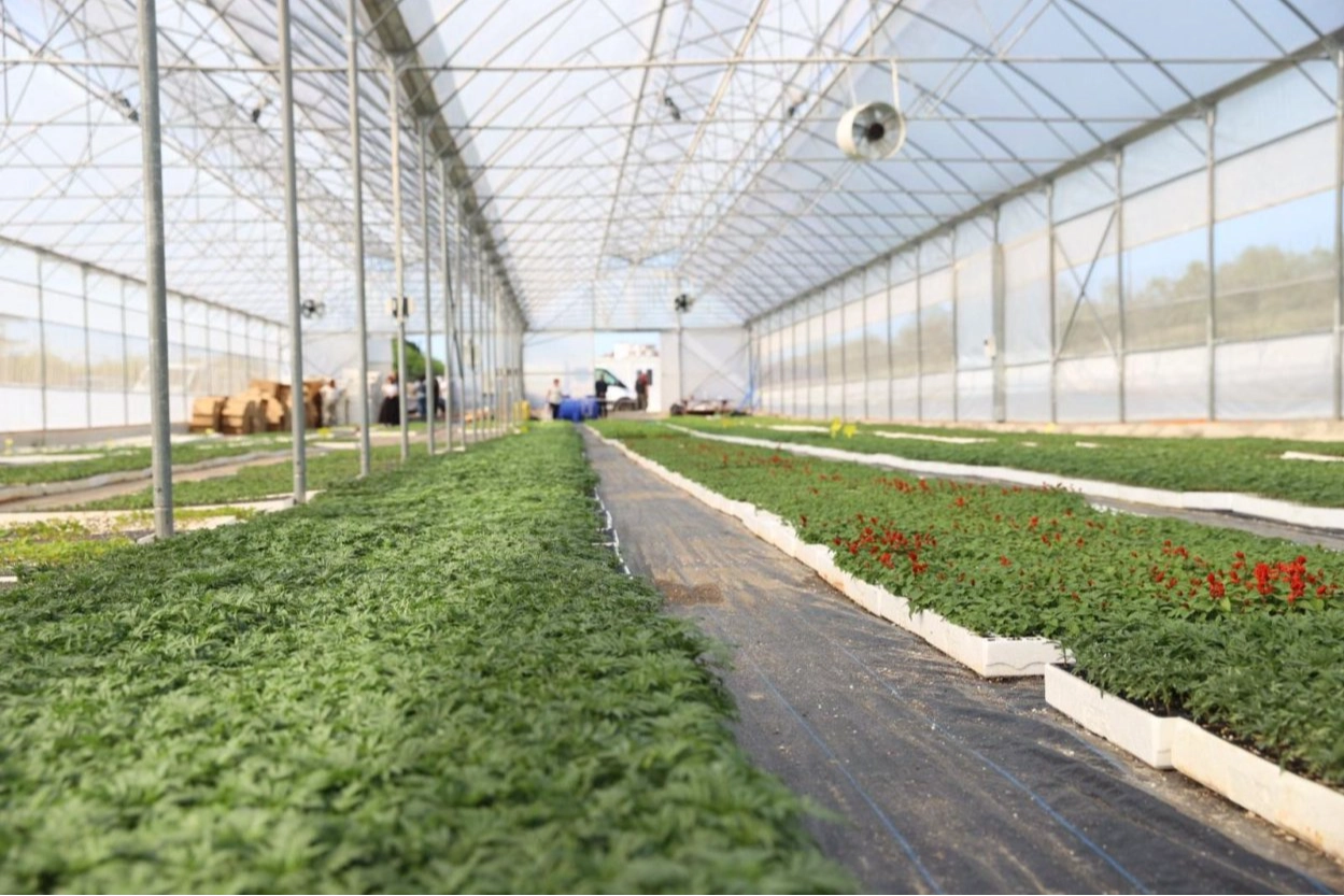 Ordu’nun güzelliği Büyükşehir’in serasından yükseliyor 