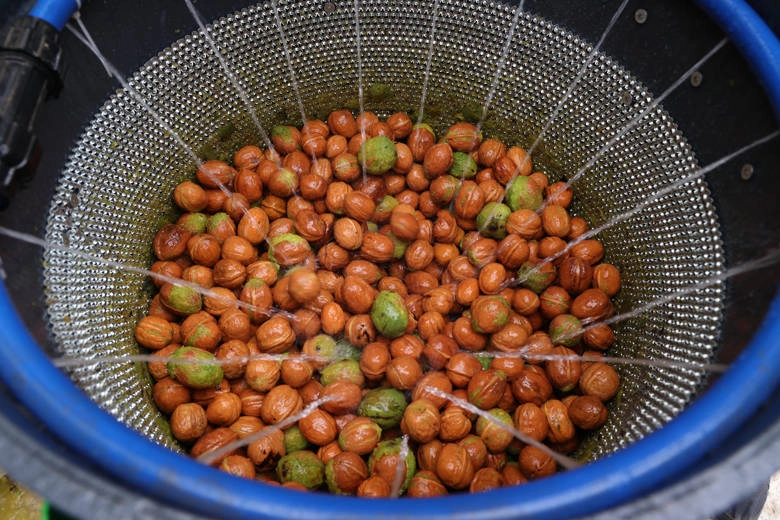 Antalya Büyükşehir’den ceviz üreticisine makine desteği 