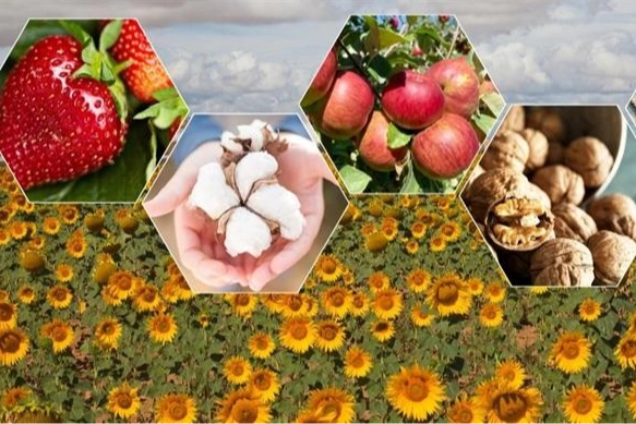 Tarımda zor yıl beklentisi! Bitkisel üretimde düşüş bekleniyor 