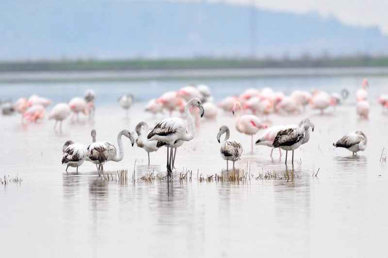 Keşan Kent Konseyi’nden Gala Gölü çağrısı: Doğanın kalbine türbin dikilmesin! 