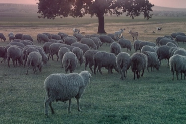 Küçükbaş ve sürü sağlığı ödemeleri artıyor! 