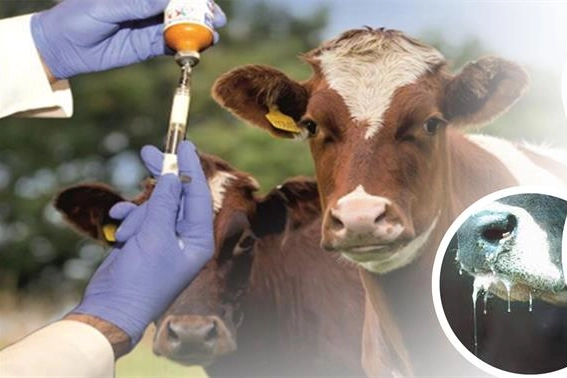 Şap hastalığı kontrol altında! 