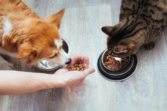 Kedi-köpek maması sektörü ihracatını 11 yılda 33 kat artırdı 