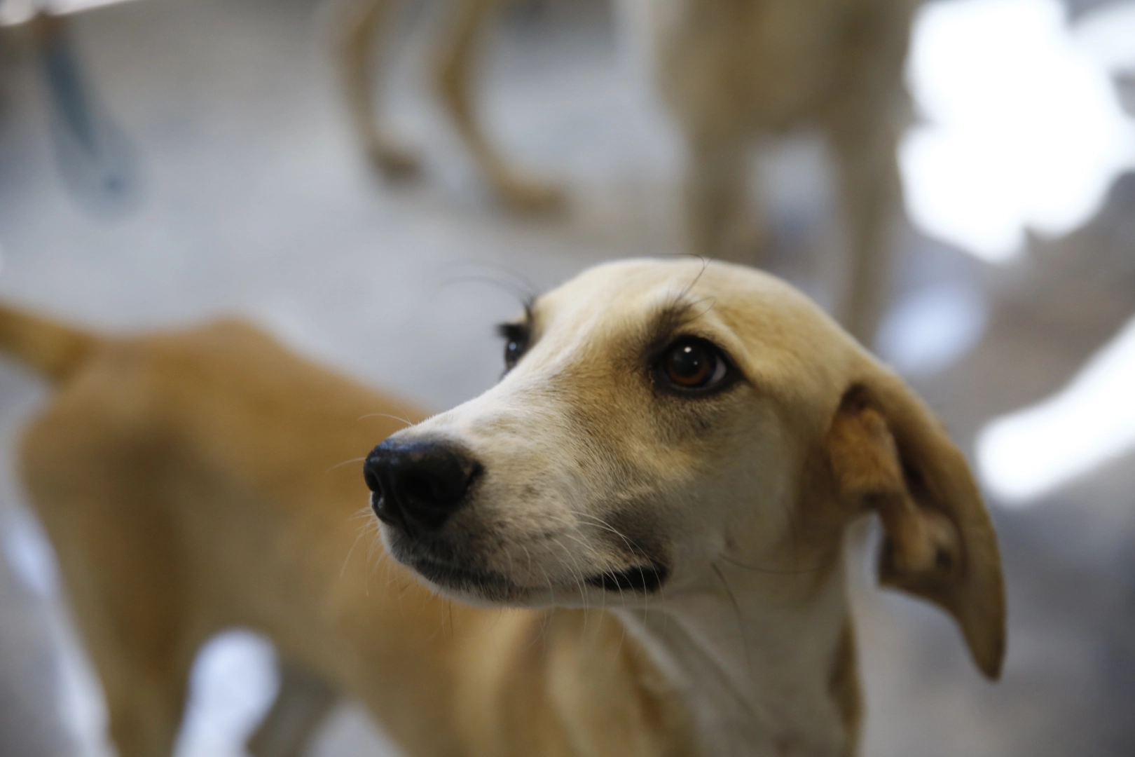 Antalya’da petshoplara sertifikalı eğitim semineri 