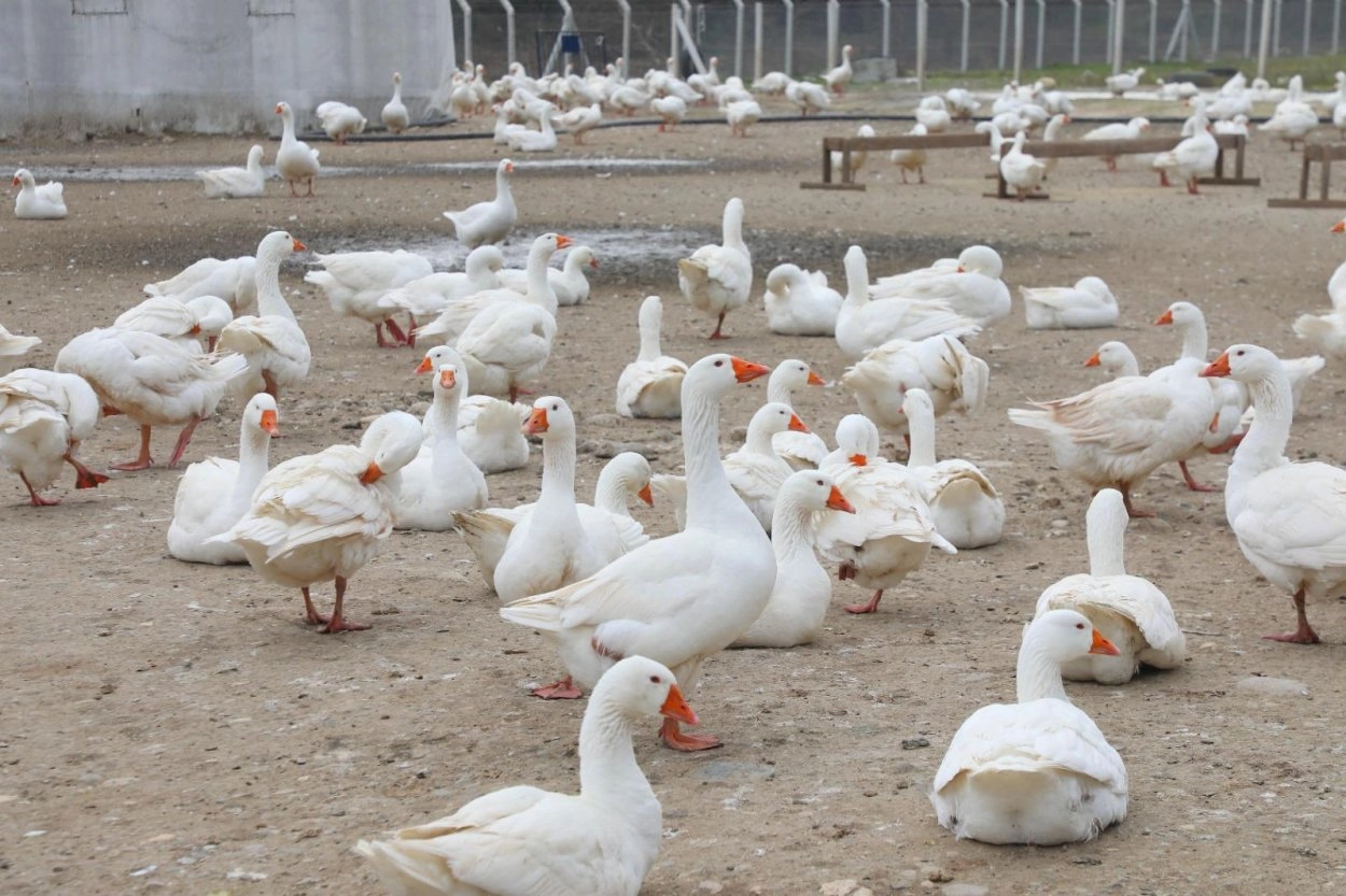 Ordu’da kaz yetiştiriciliği büyüyor 