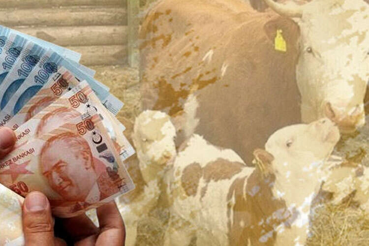 Çiftçiye 350,9 milyon TL destek ödemesi hesaplarda 