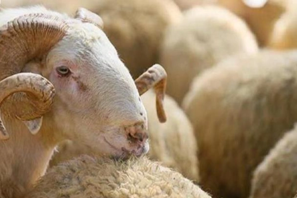 Kurban alırken nelere dikkat edilmeli? 