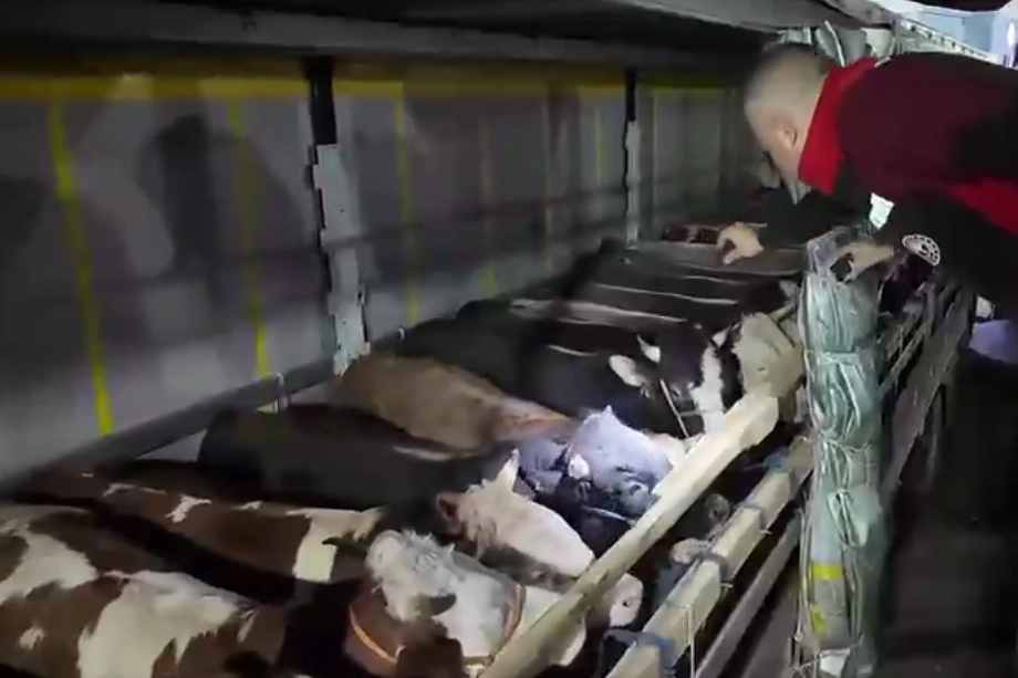 Kurban Bayramı öncesi canlı hayvan kontrolüne sıkı denetim 