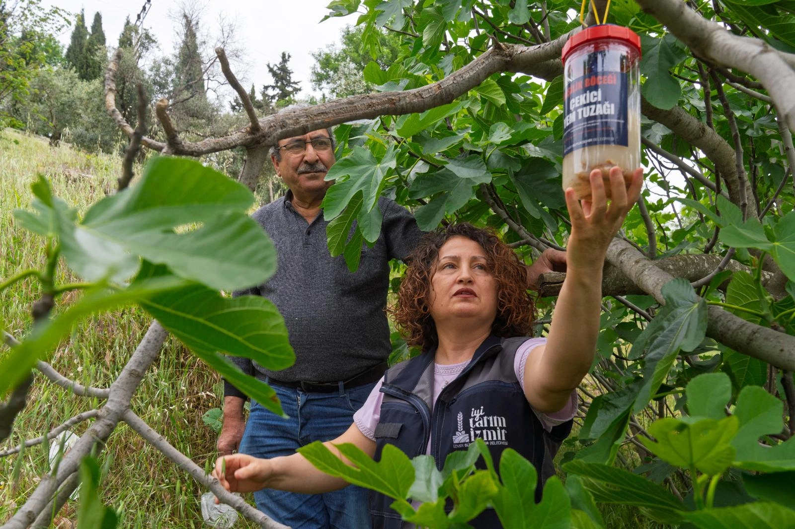 İncirde kalite kaybına karşı İzmir'de doğal mücadele 
