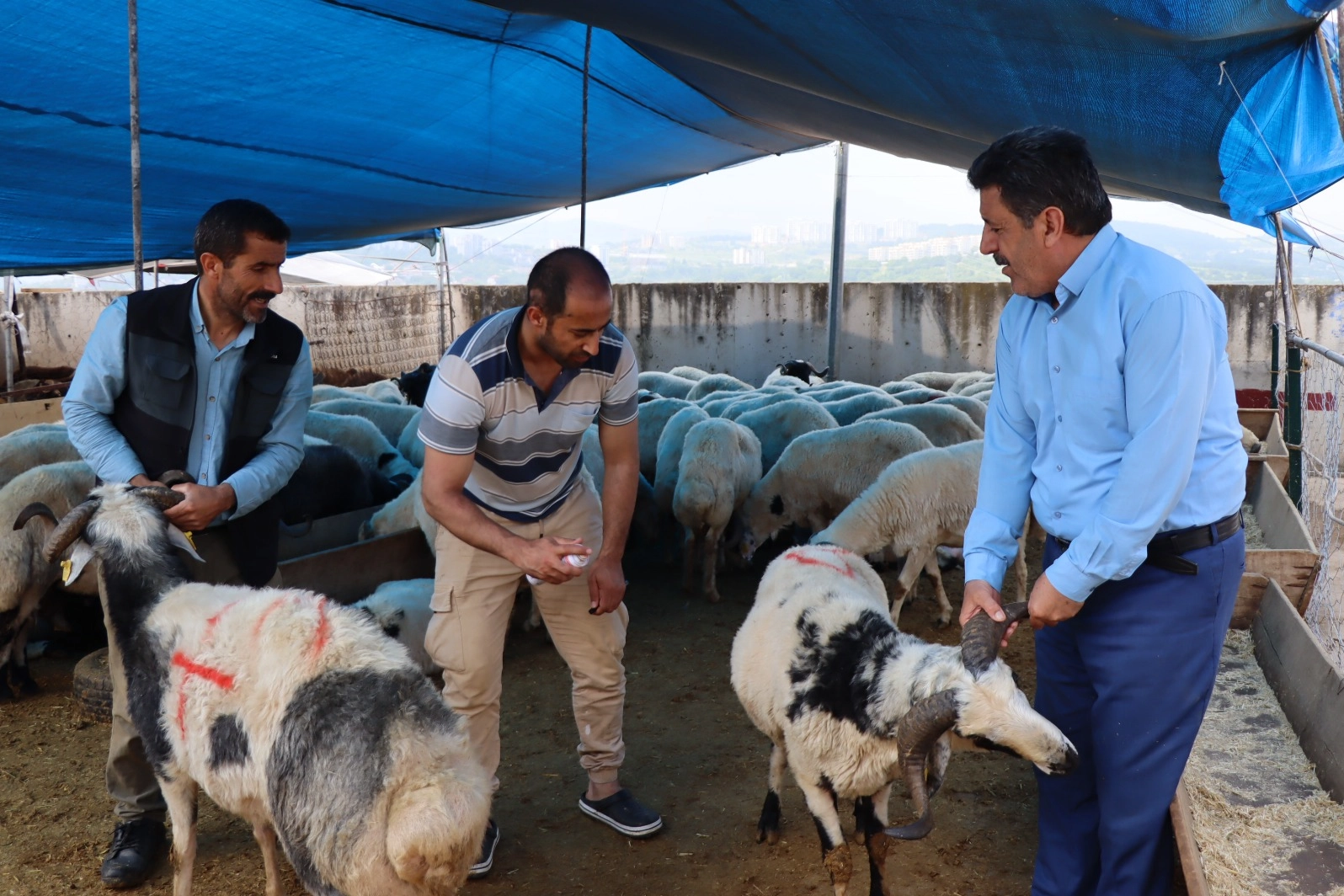 Modern Hayvan Pazarı’nda kurbanlık satışları devam ediyor 