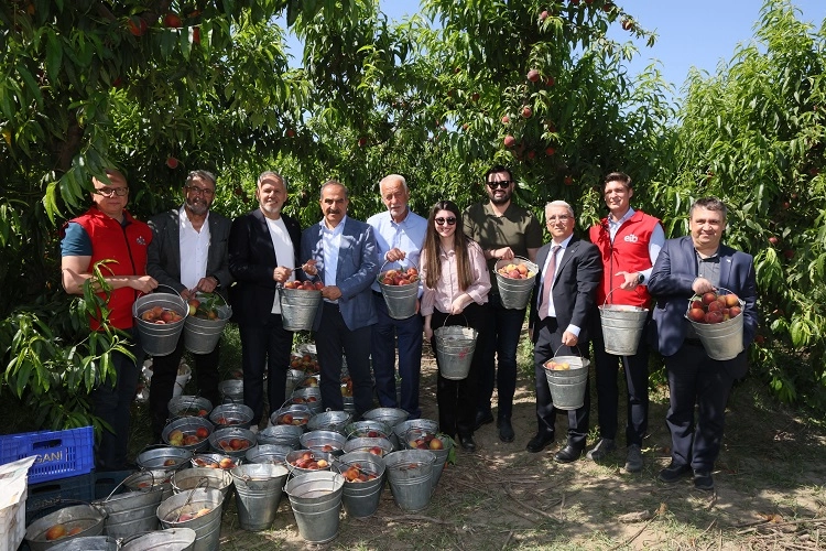 Şeftali ve nektarinde 250 milyon dolar ihracat hedefi 