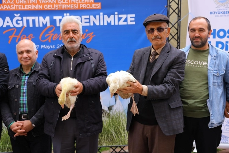 Samsun Büyükşehir'den üreticiye kaz desteği 