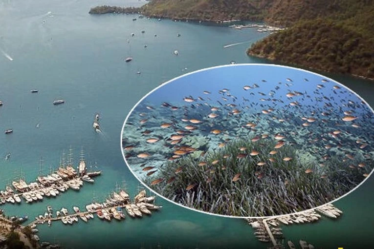 Mapa Şamandıra Sistemi ile denizler ve koylar koruma altında 