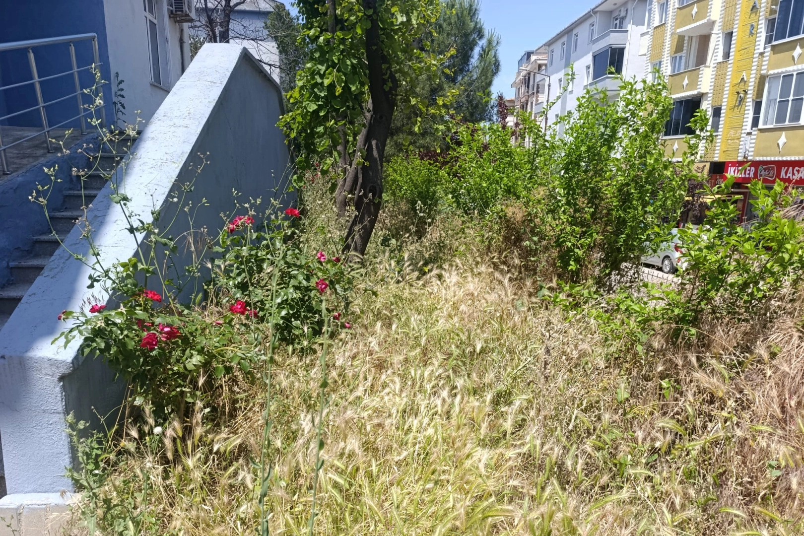 Okul bahçesinde yılan ve kene korkusu 