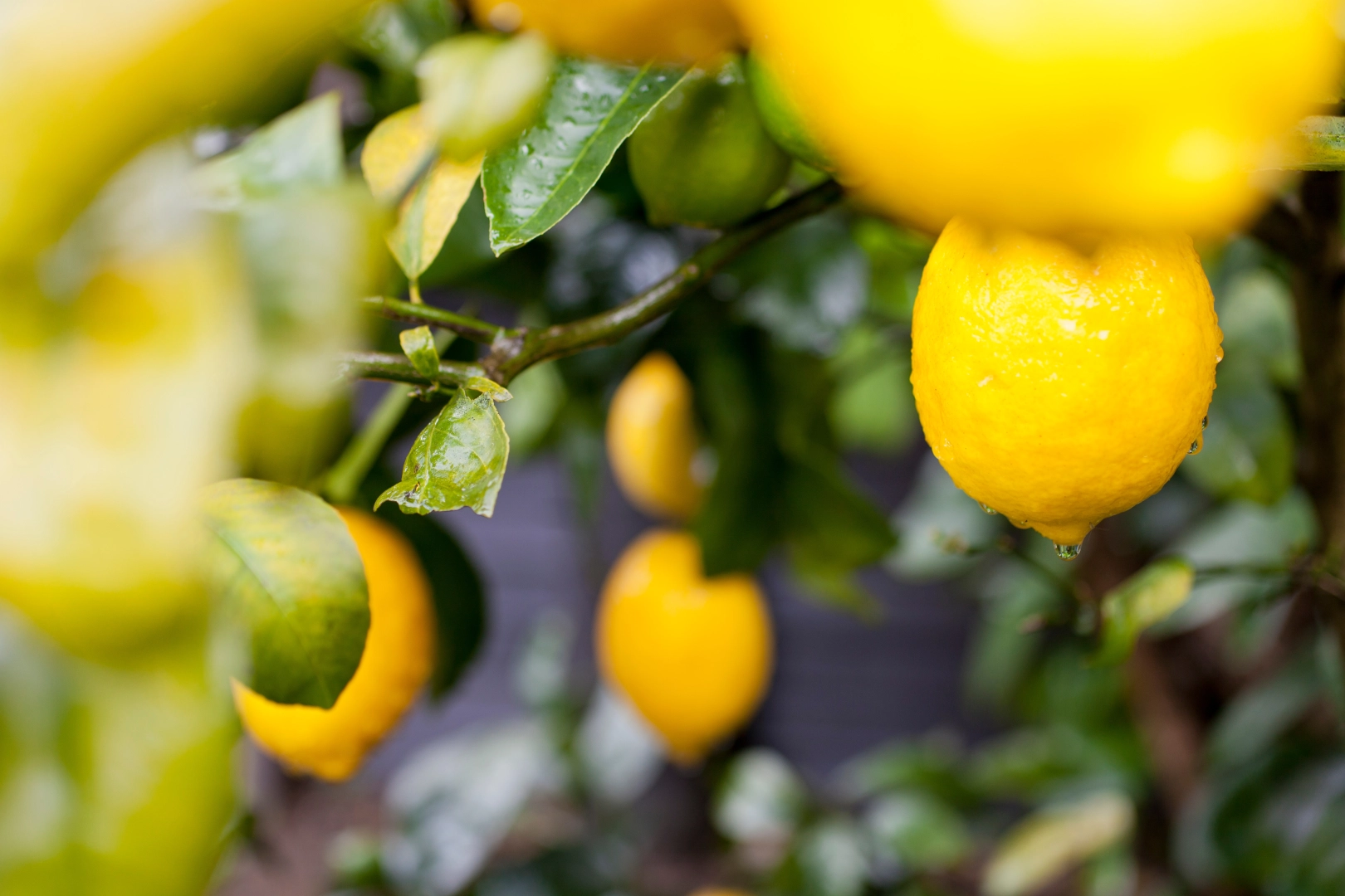 Türkiye’nin limon ihracatı 22 yılda 2,5 kat arttı 