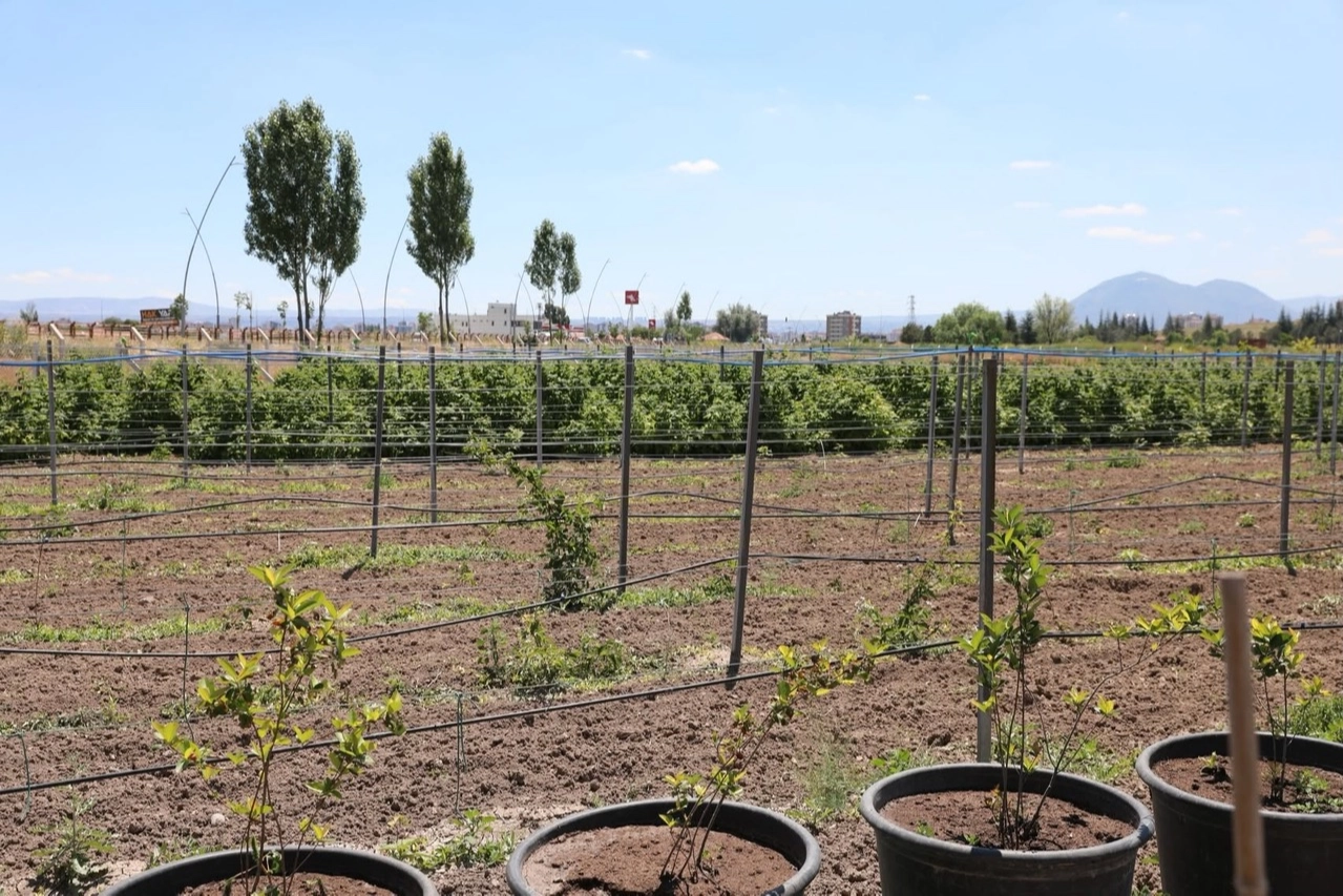 Kayseri Kocasinan'da 60 bin fideli tarımsal üretim 
