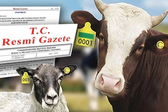 Hayvan küpeleme sisteminde yeni dönem... Karekod geliyor, il kodlu küpelerin süresi uzatıldı 