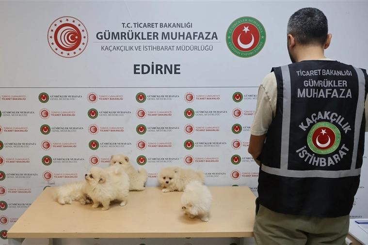 Kapıkule'de kaçakçılık operasyonu... 6 Pomeranian yavrusu ele geçirildi! 