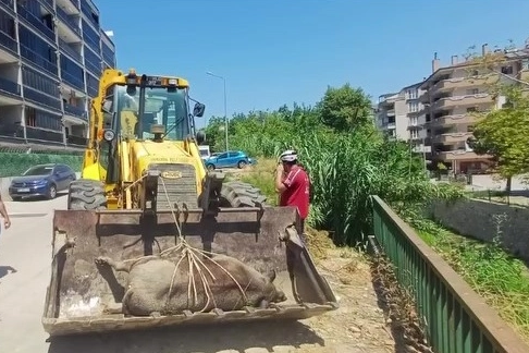 Mudanya Güzelyalı’da derede ölü yabani hayvan bulundu 