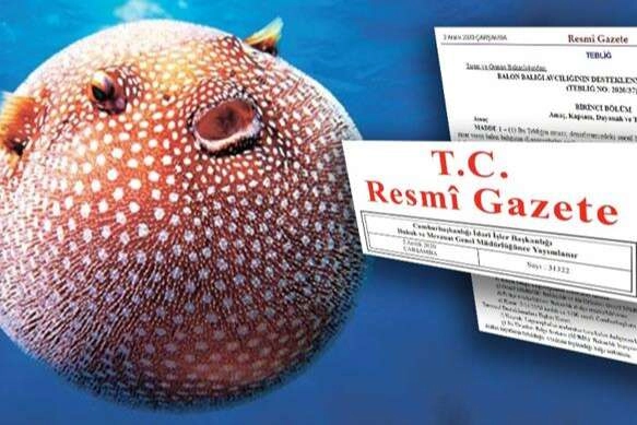 Balon Balığı avcılığı destekleri artırıldı... Zehirli türe destek 35 TL'ye yükseltildi 