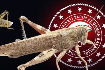 Bakanlıktan 'çekirge istilası' açıklaması... Ekonomik zarar oluşturan popülasyon yok 