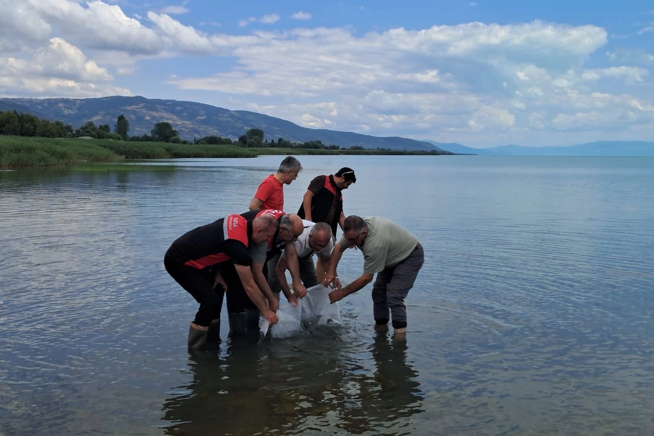İznik Gölü'ne 2 bin 500 yayın balığı yavrusu bırakıldı 