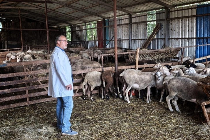 Kocaeli'nde hayvancılığa bütüncül destek 