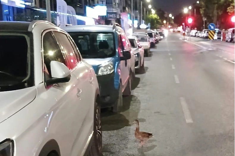 Trafiği durdurup ördeği kurtardılar 