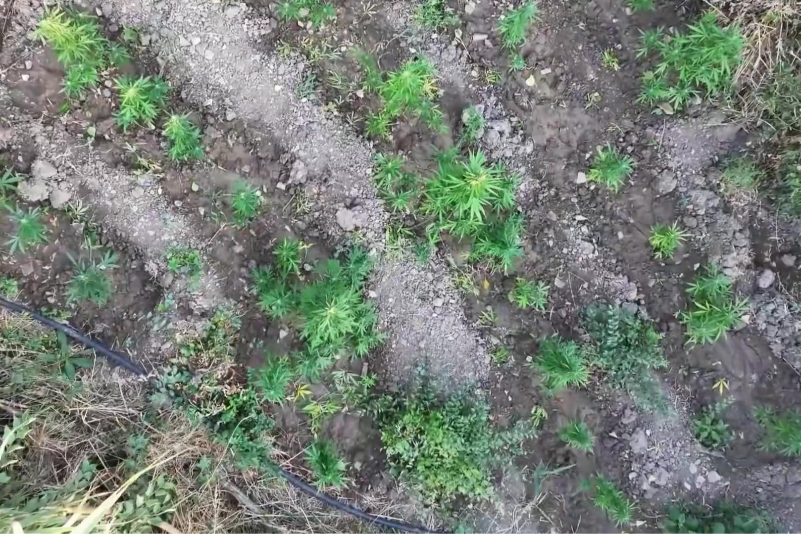 Diyarbakır’da 247 bin kök kenevire imha 