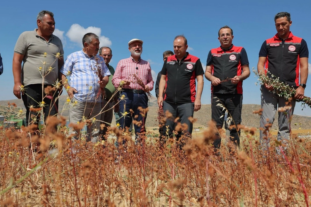 Kayseri Kocasinan karabuğdayın ilk hasadını yaptı 