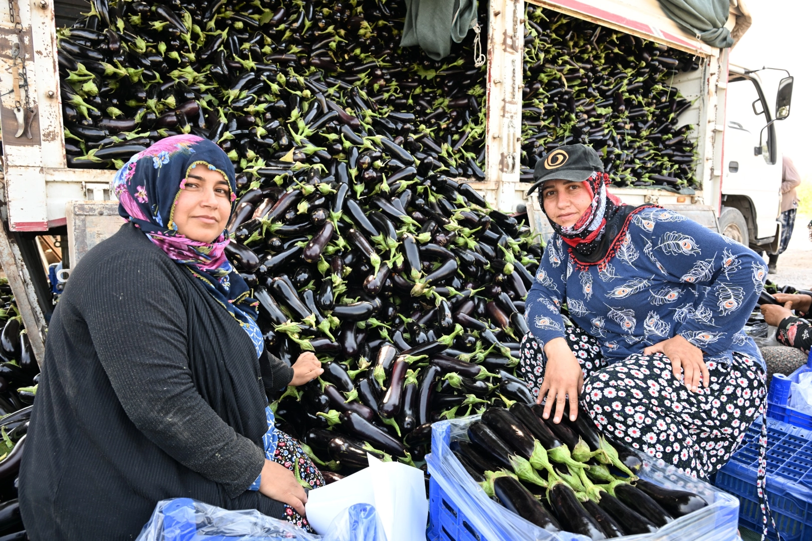 Manisa'da afetzede çiftçinin yüzü gülüyor 