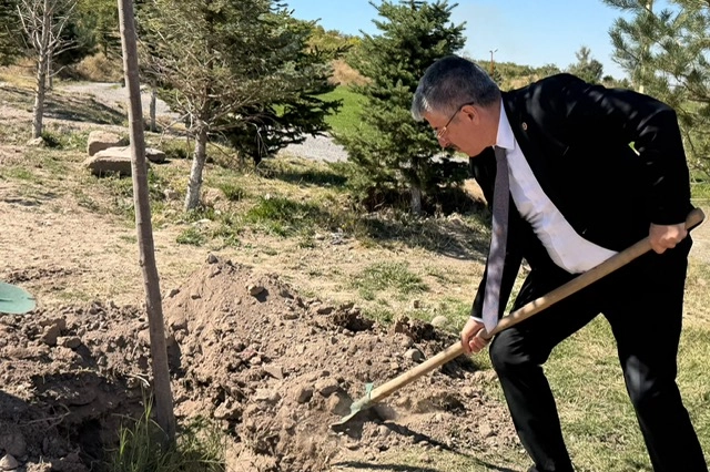 AK Partili Şaban Çopurluoğlu Kayseri Talas'ta fidan dikti 