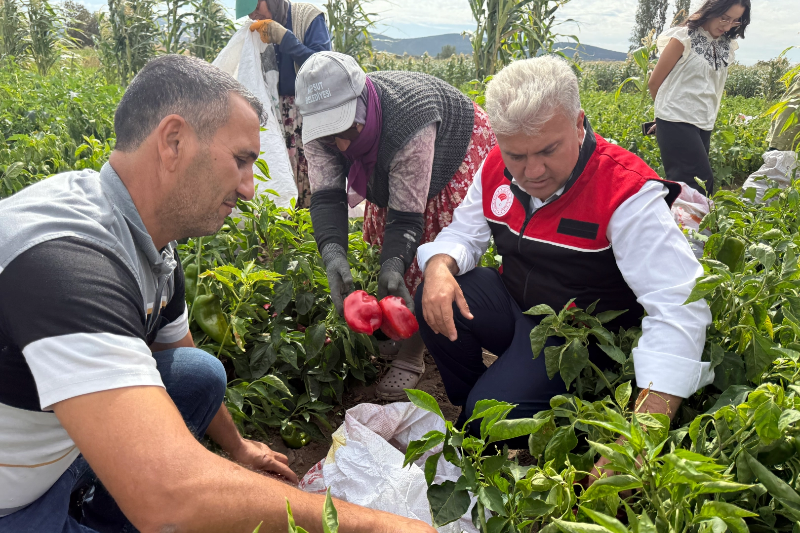 AK Partili Canbey, Kepsut’ta kapya biber hasadına katıldı 