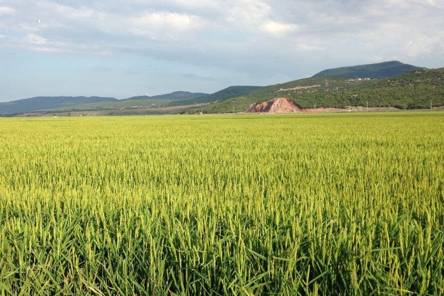 Keşan TSO Meclis Başkanı Koru’dan çeltik uyarısı 