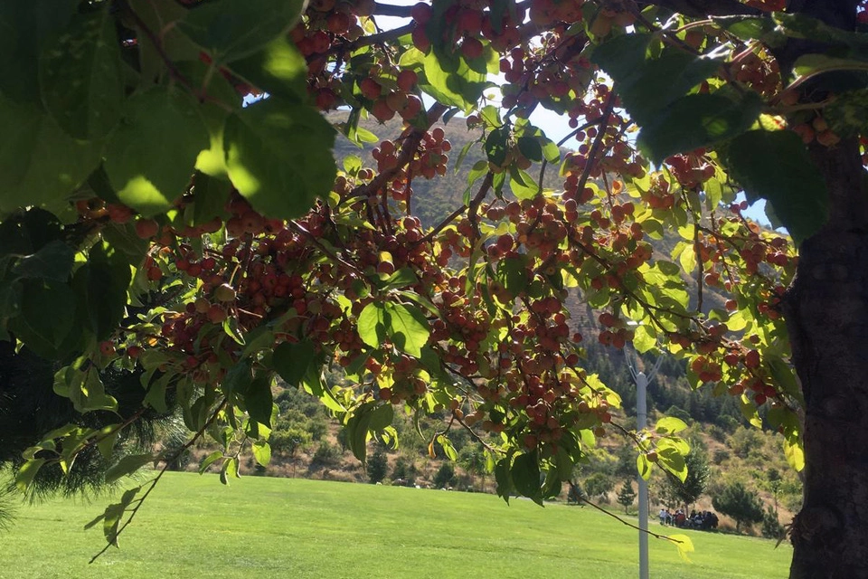 Ali Dağı 360 Kafe'de süs elması bereketi 