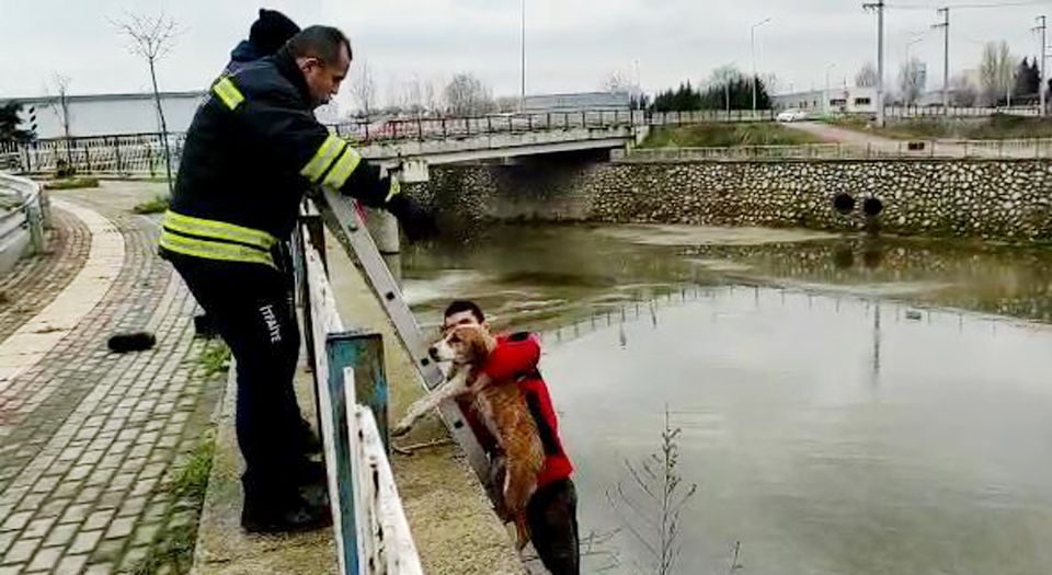 Kocaeli İtfaiyesi, köpekleri dereden kurtardı