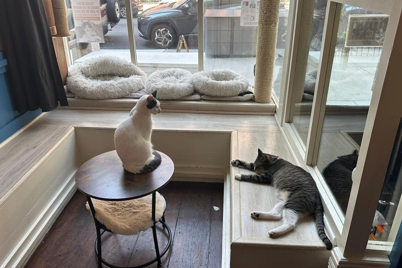 ABD'de kedi sevmeyi özleyenlerin adresi -